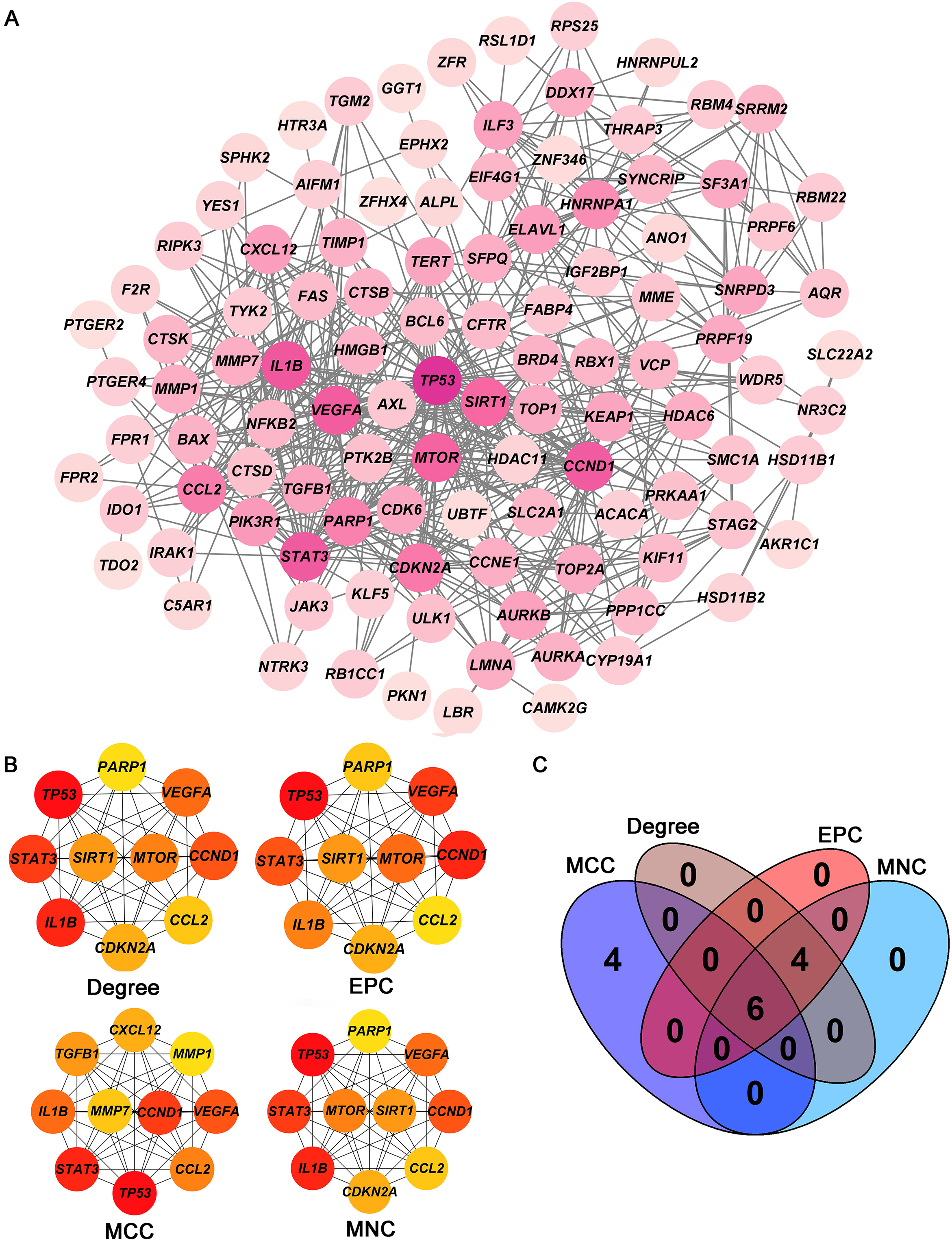 Screening of hub targets. (A) PPI network of 105 intersecting genes. (B) Four core modules (Degree, EPC, MCC, and MNC) in the PPI network. (C) Venn diagram shows the six hub targets among four core modules. PPI: protein-protein interaction.