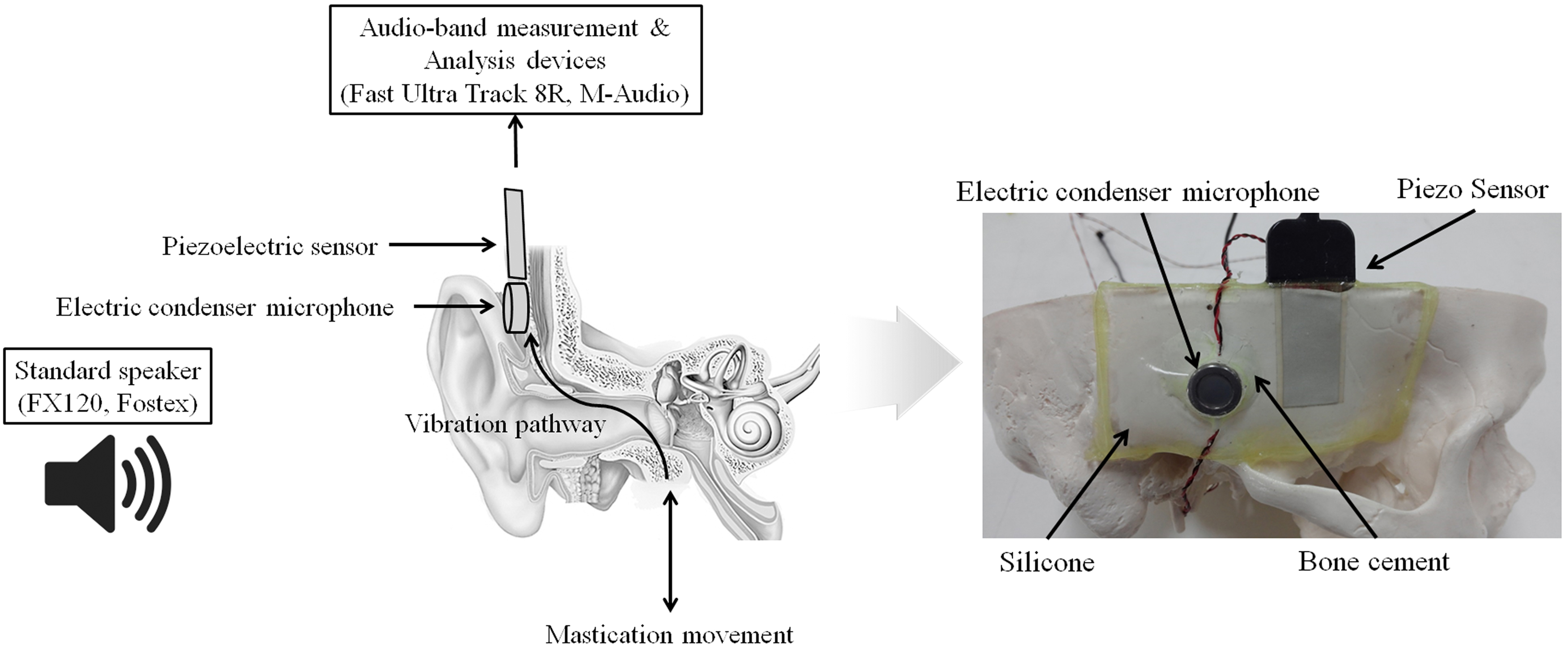 Experimental model for mastication noise and experimental schematic.