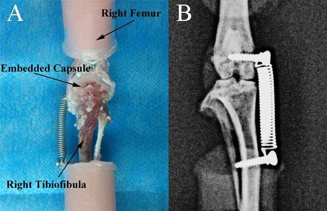 Specimen used in the study. A) PMMA embedded rat femur, tibiofibula and capsule. B) X-ray image of the tension spring applied on the specimen to cause knee varus with a one-BW additional load.