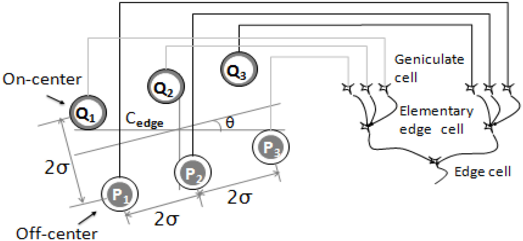 Wiring diagram of an edge cell. A hierarchical structure was introduced by Hubel and Wiesel in order to explain how cortical receptive fields are built up; this hierarchy is made up of simple cells, complex cells and hyper complex cells. Elementary units are used to build up receptive fields of simple cells, termed elementary edge cells; these receive projections from three geniculate cells. An edge cell received projections from the two types of elementary edge cell. Cedge and denoted the center position and orientation of the edge cell, respectively. Pi and Qi (i= 1, 2, 3) indicated the center positions of the receptive fields of OFF-center geniculate cells and ON-center ones, respectively.