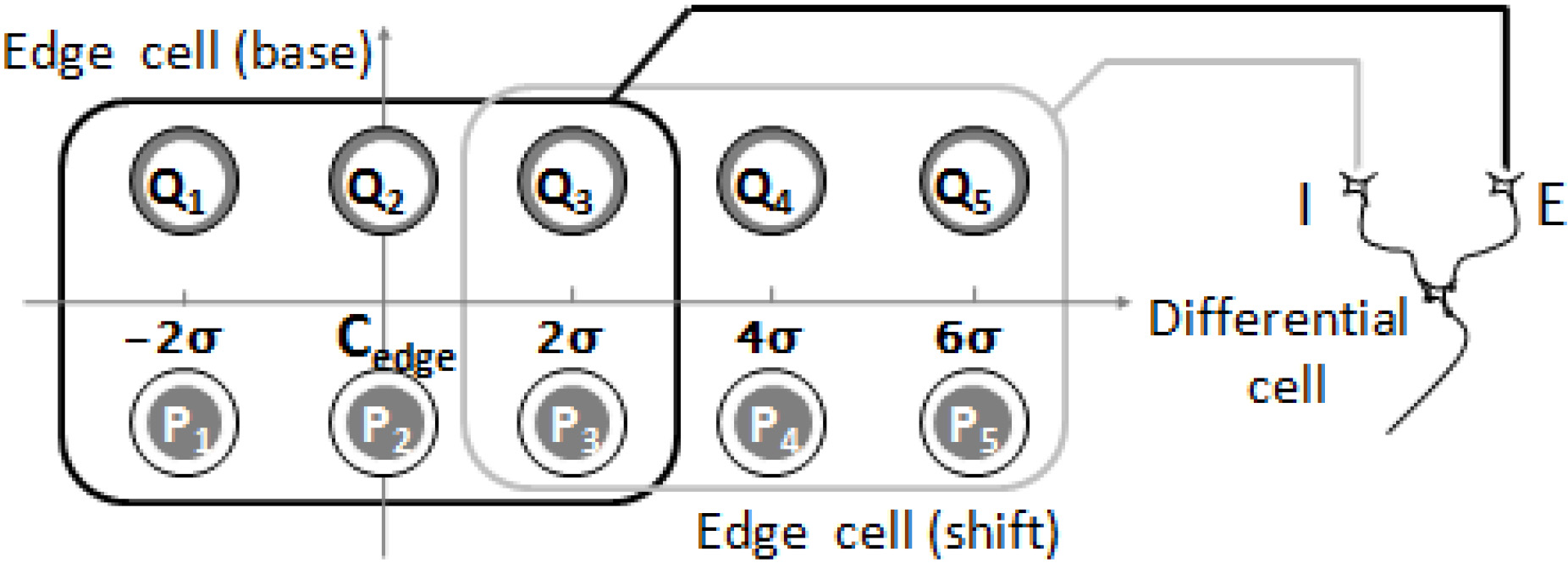 A schematic model of the receptive field of a differential cell. A differential cell receives projections from two-edge cells, one excitatory (E), the other inhibitory (I). The excitatory edge cell has its receptive field in the region indicated by the left rectangle; the inhibitory cell has its field in the area indicated by the right rectangle.
