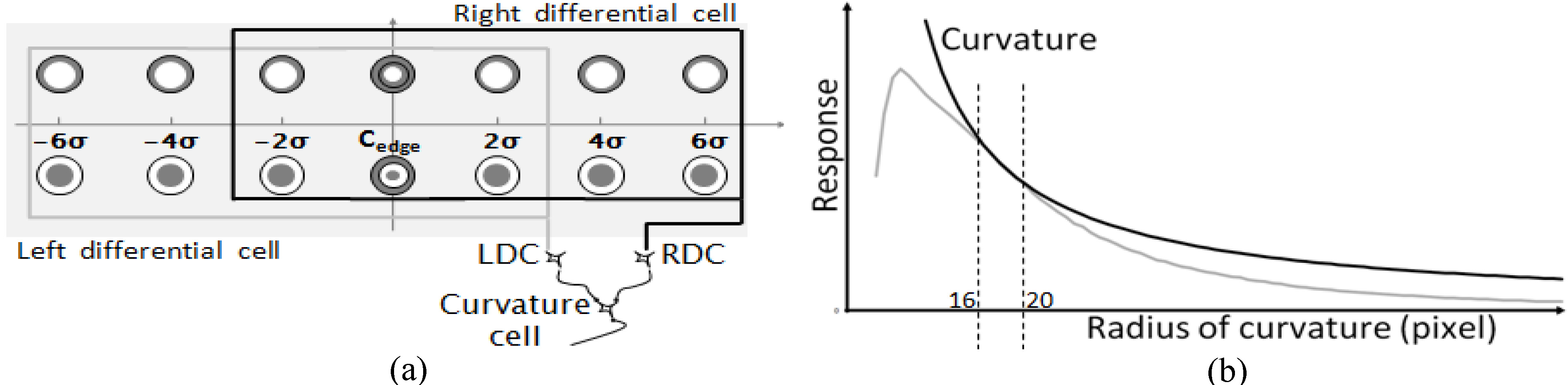 A schematic model of the receptive field of a curvature cell and its response to curved edges. (a) There are two types of differential cells according to locations of inhibitory regions. The curvature cell receives projections from both RDC and LDC (where RDC indicates a differential cell with its inhibition region on the right-hand side, and LDC a differential cell with its inhibition region on the left-hand side). (b) Response of the curvature cell to curved edges. When the radius of curvature is r, the modified curvature is equal to α/r.