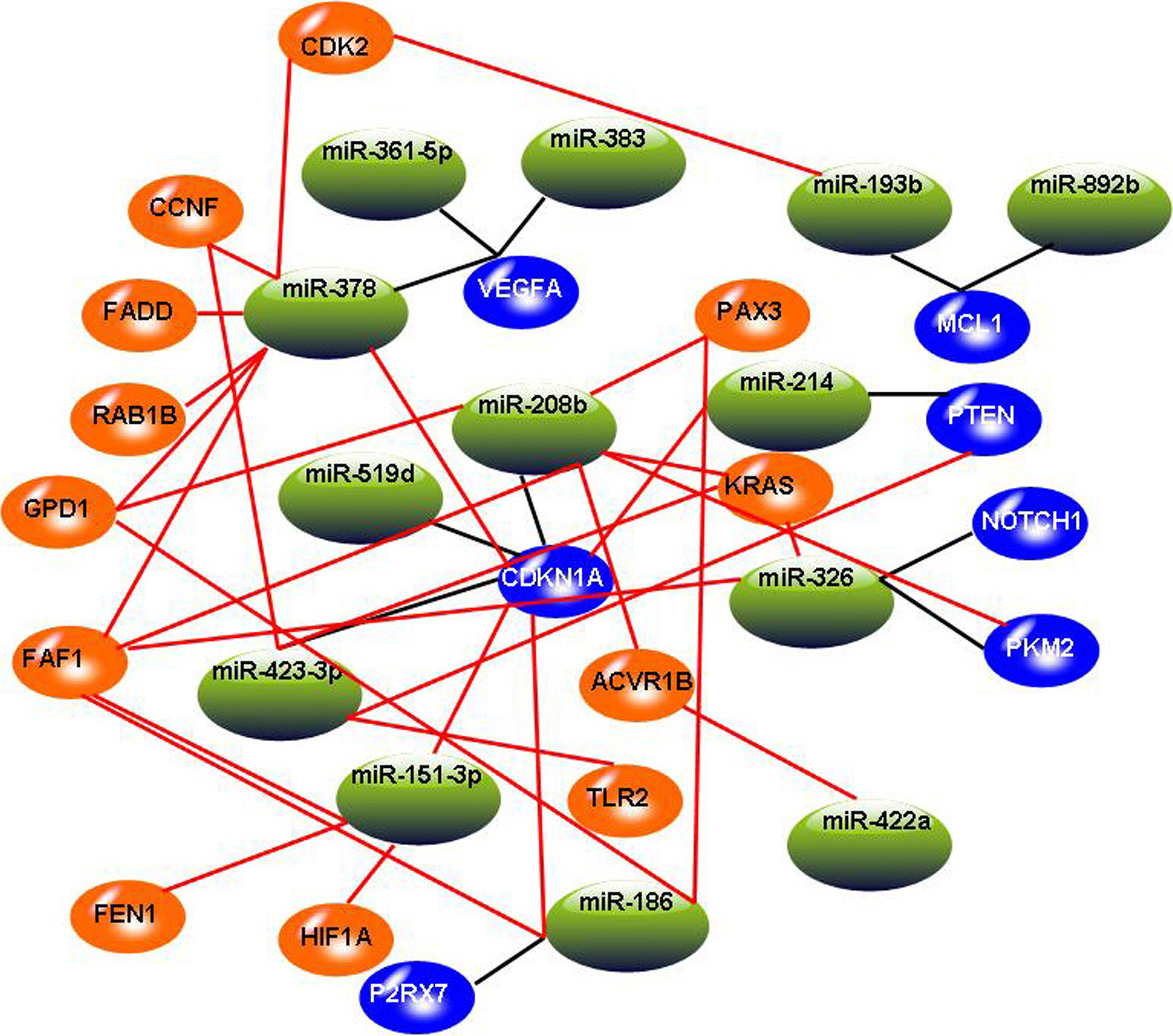 The constructed miRNA-mRNA regulation network. In this graph, blue circles indicate target genes involved in three miRNA-target databases, and the orange circles indicate added target genes involved in significant miRNA-mRNA pairs. Black lines indicate miRNA-mRNA relationships involved in three miRNA-target databases, and red lines indicate added miRNA-mRNA relationships involved in significant miRNA-mRNA pairs. 