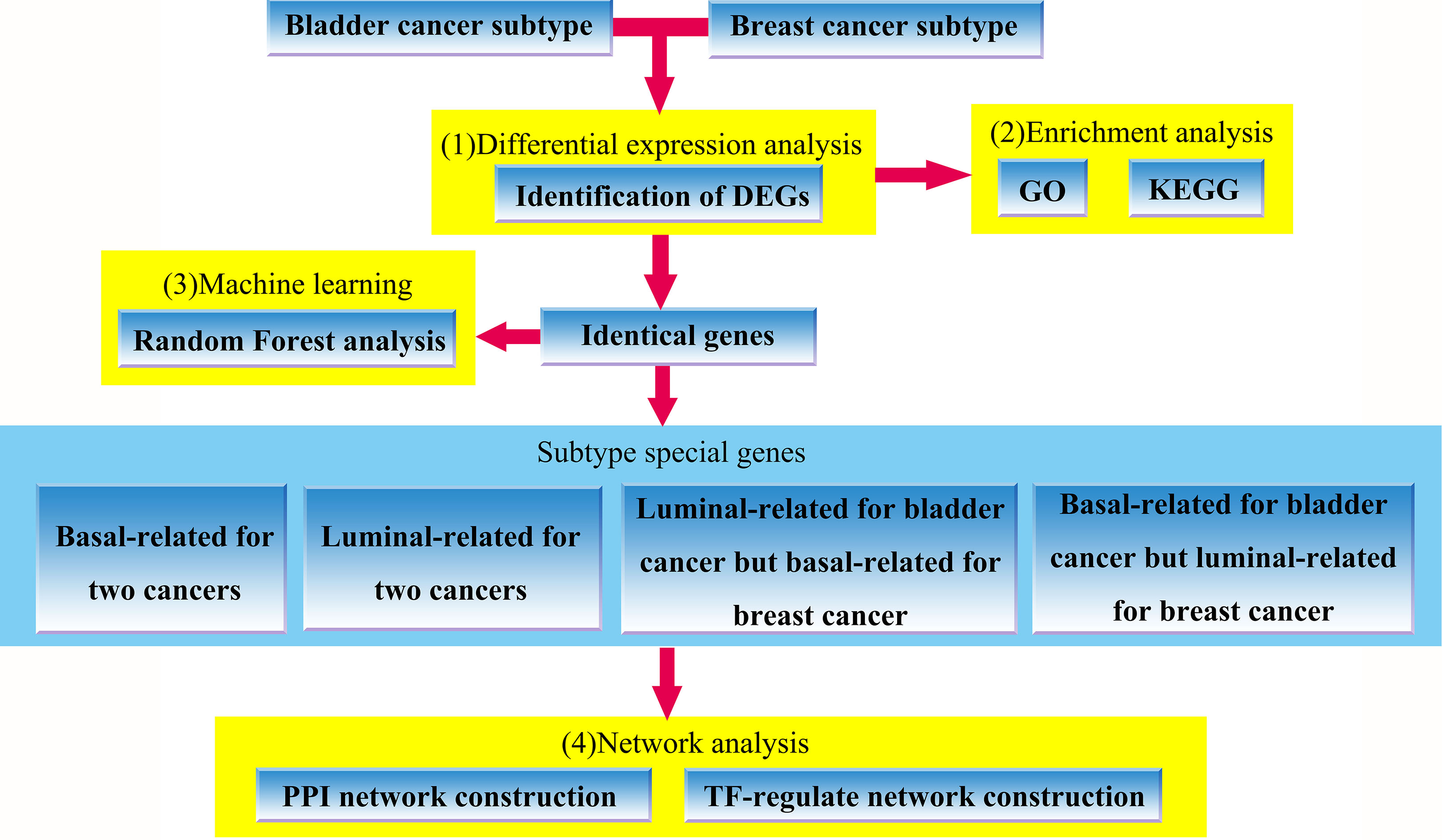 The flowchart of our work, which includes (1) identification of bladder cancer and breast cancer subtypes-related DEGs, (2) GO and KEGG enrichment analysis for the identified DEGs, (3) random forest analysis using overlapping genes shared by two cancers (4) PPI network and TF-regulation network construction based on subtype special genes involved in the defined four groups.