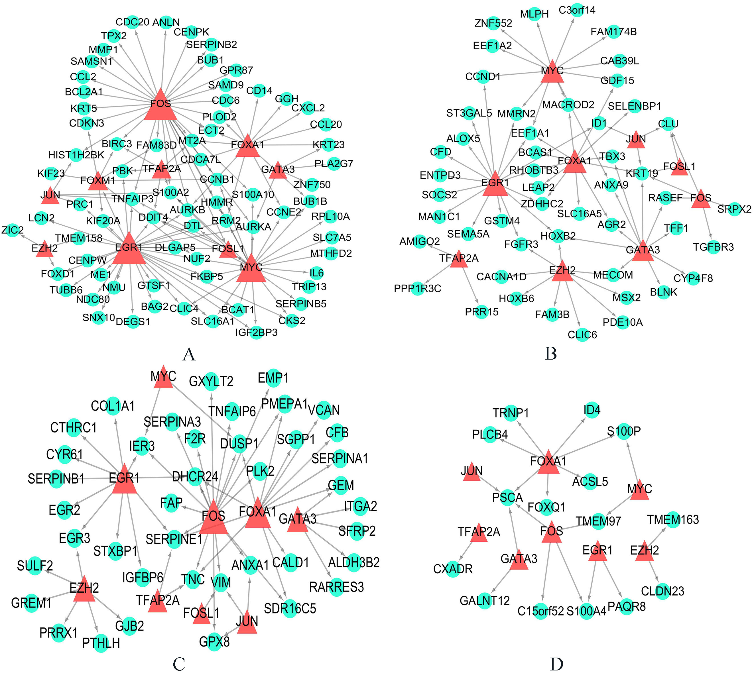 The transcription factor regulatory networks for genes involved in four groups respectively based on TRANSFAC database. The green circles indicate genes in each group, and the red triangles indicate transcription factors which regulate these genes. (A) All basal-related genes for two cancers. (B) All luminal-related genes for two cancers. (C) Basal-related genes for MIBC whereas luminal-related for breast cancer. (D) Luminal-related genes for MIBC whereas basal-related for breast cancer.
