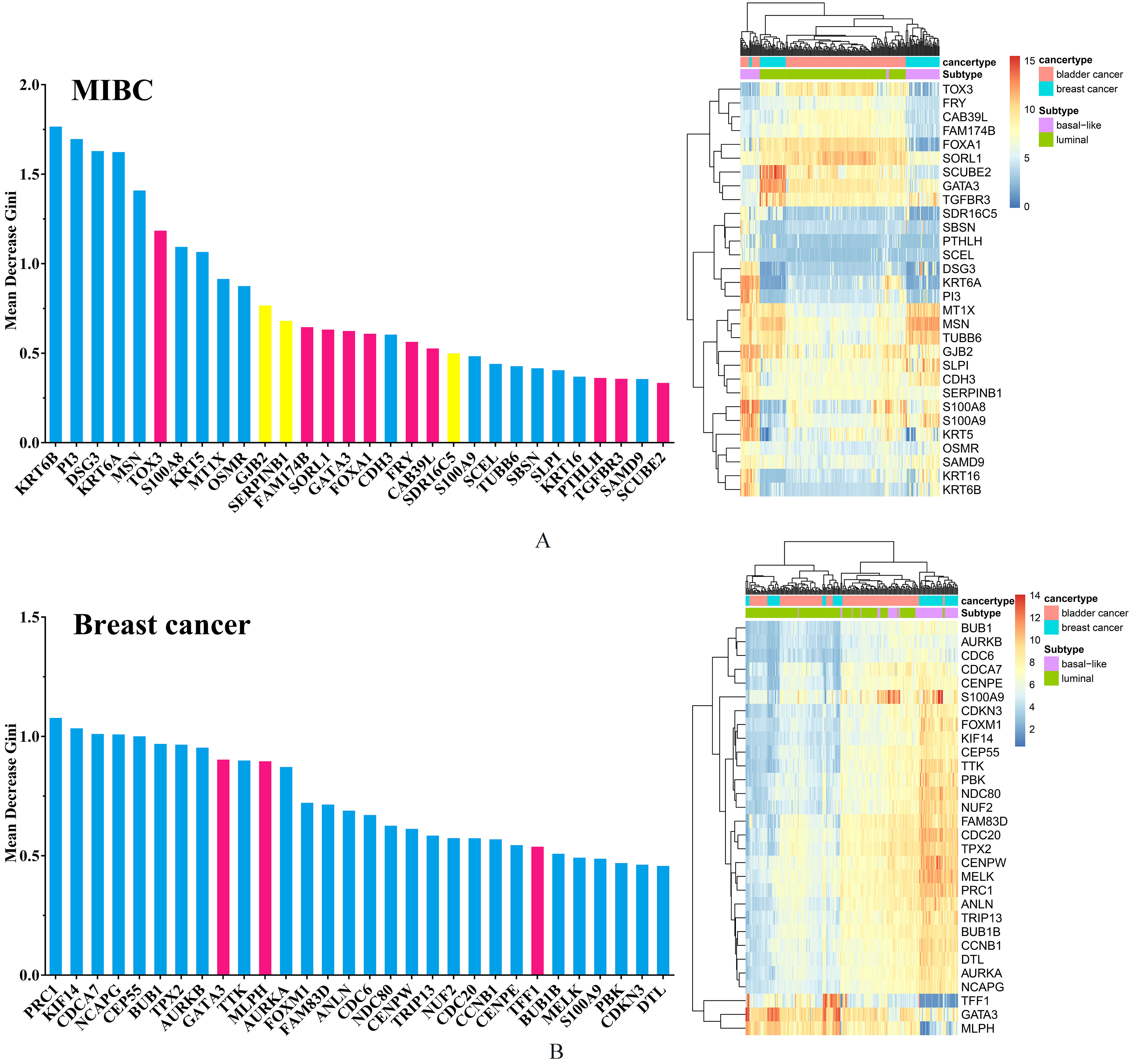 (A) The top 30 MIBC subtype-related genes with the highest MDG. Among these genes, blue bars indicate all basal-related genes whereas red bars indicate all luminal-related genes and the yellow bar indicate basal-related genes for bladder cancer but luminal-related genes for breast cancer. The right sub-graph of (A) indicates the heatmap of top 30 MIBC subtype-related genes with the highest MDG in two cancers. (B) The top 30 breast cancer subtype-related genes with the highest MDG. Among these genes, blue bars indicate all basal-related genes whereas red bars indicate all luminal-related genes. The right sub-graph of (B) indicates the heatmap of top 30 breast cancer subtype-related genes with the highest MDG in two cancers.