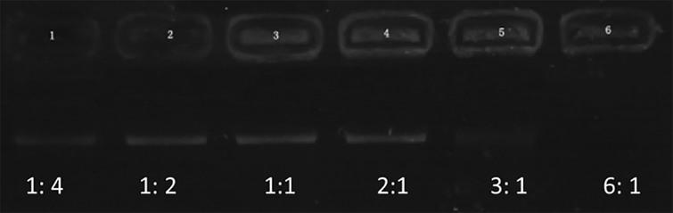 Electrophoretic mobility of shRNA in agarose gel at various N/P ratios of PEI to shRNA (1:4, 1:2, 1:1, 2:1, 3:1, and 6:1).