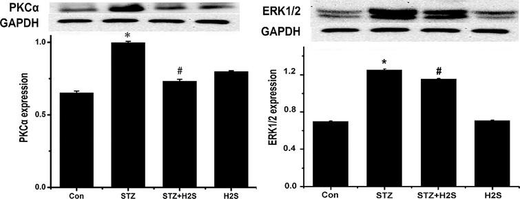 Western blotting results of PKCα and ERK1/2. Data are expressed as mean ± SD (n= 3). *P< 0.05 vs Control group; P#< 0.05. vs STZ group.
