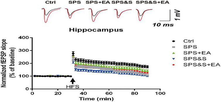 The average fEPSP amplitude of hippocampal brain regions in each group of PTSD models.