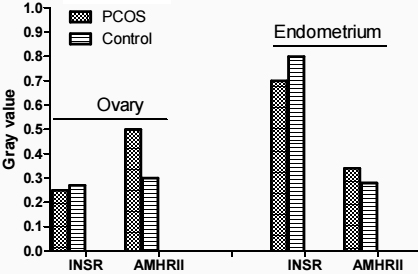 Average relative gray of AMHRII and INSR proteins to β-actin in endometrium and ovary of PCOS and control groups.