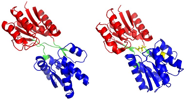 (a) The X-ray crystal structure of RBP in the open-apo state (PDB code: 1URP) and (b) the closed-holostate (PDB code: 2DRI). Ribose is marked in stick representation and coloured in yellow. The C-domain of RBP is marked in red, the N-domain of RBP is marked in blue, and the hinge segments is marked in green.