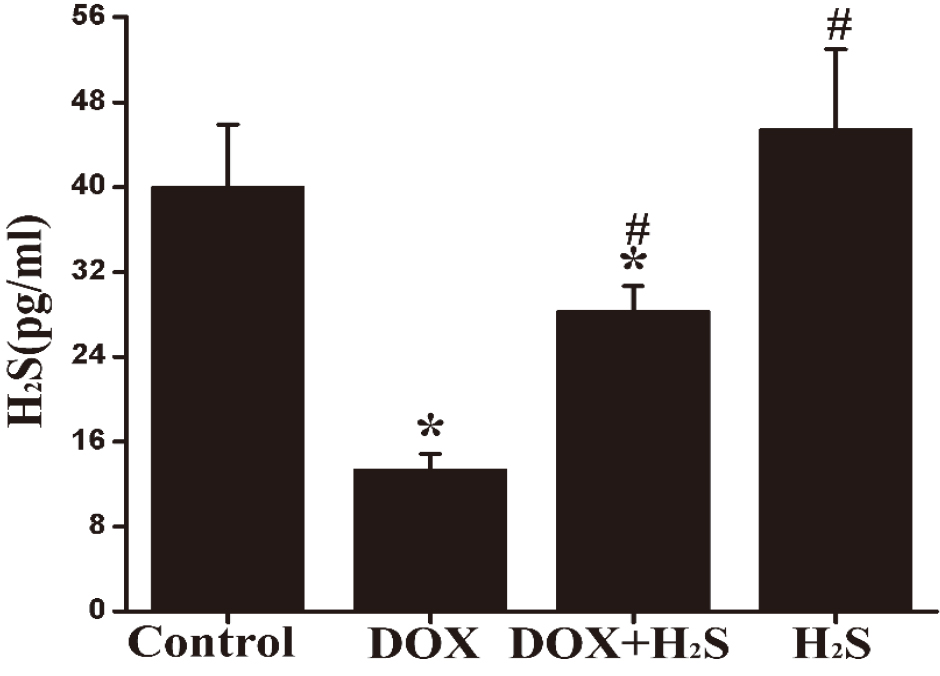 Quantification of myocardial H2S content in rats from each group. P*< 0.05 vs Control group; P#< 0.05 vs DOX group.