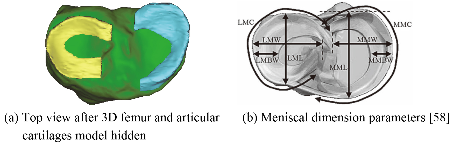 The main dimension parameters of menisci.