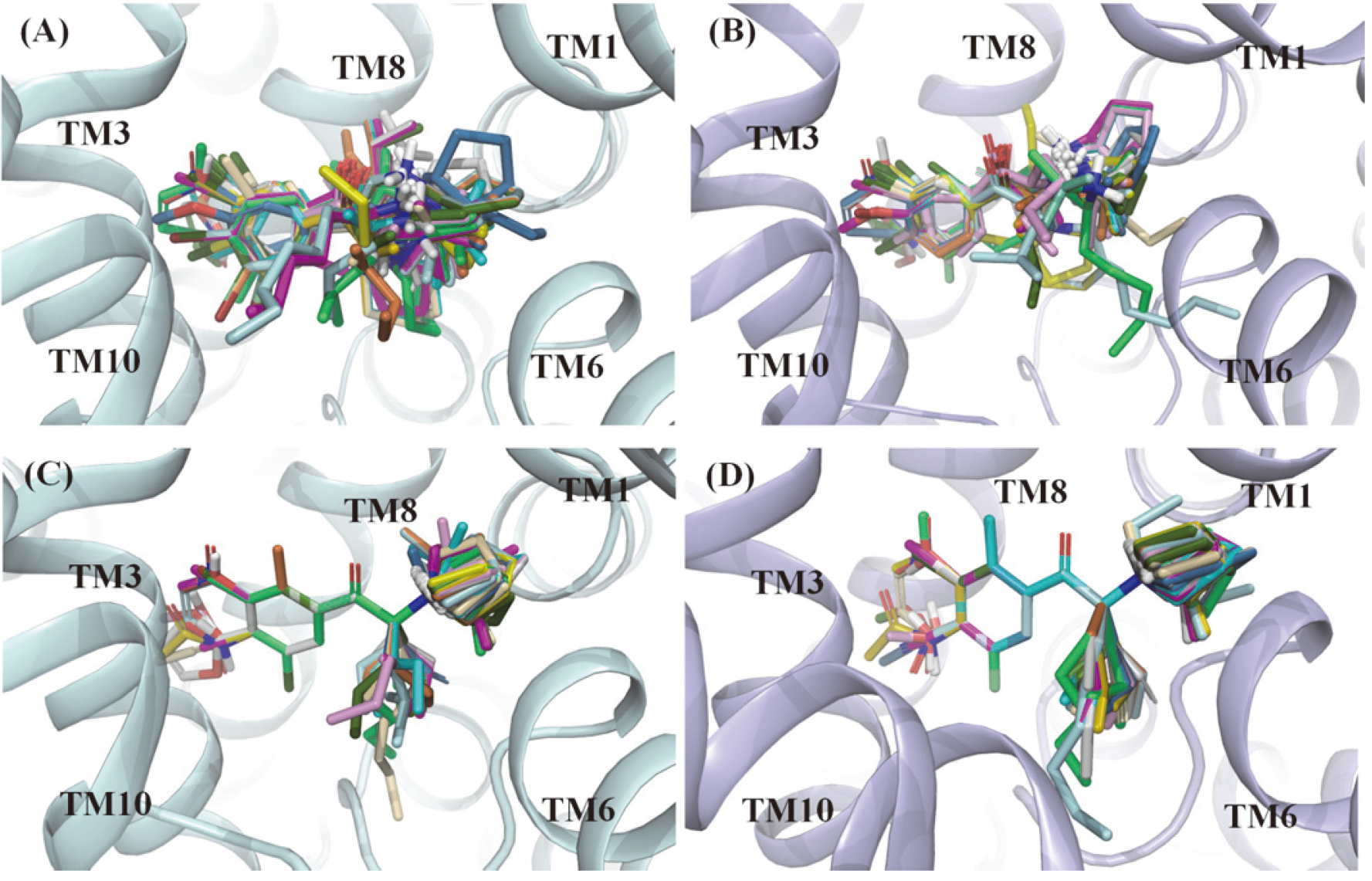 Docking poses (A and B) and superimposed poses (C and D) template as bupropion of NDRIs compounds in the binding pocket of hNET and hDAT. The hNET (palecyan) and hDAT (lightblue) were shown in ribbon representation.