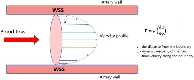 Schematic illustration of wall shear stress of blood flow in the aorta.