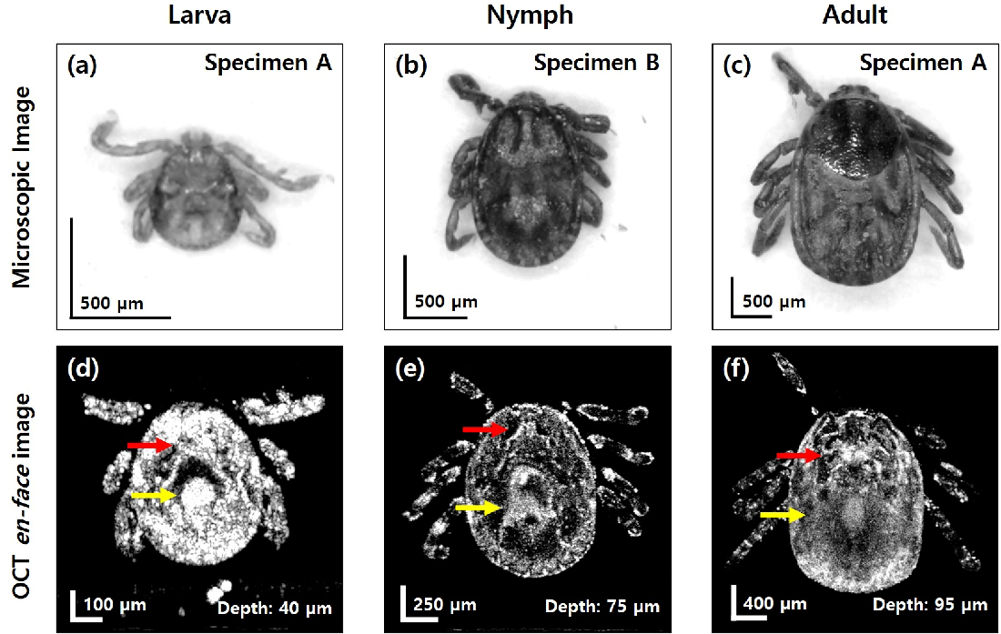 Microscopic and OCT enface images (frontal view) for the comparison of gut distribution. (a)–(c) Microscopic images of larva specimen (A), nymph specimen (B), adult specimen (A), respectively. (d)–(f) OCT enface images of larva specimen (A), nymph specimen (B), adult specimen (A), respectively. The depth of each OCT enface image is denoted at the right bottom. Red arrows indicate salivary glands. Yellow arrows indicate midgut.