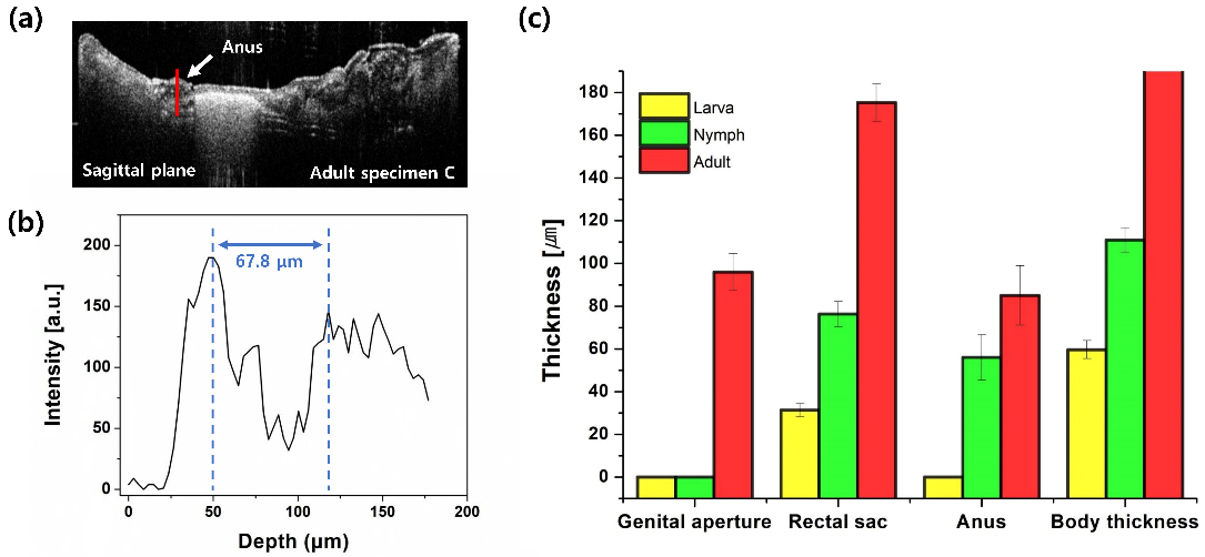 The representative A-scan profile and quantitative measurements of the organ sizes at different growth stages. (a) OCT cross-sectional image of adult specimen C (sagittal view). The red line indicates the position of the A-scan profile, which is the anus region. (b) A-scan profile of the anus site. (c) Numerical graph of the sizes of specific organs at each growth stage. Each value is the averaged size of all three specimens in each growth stage. error bar: standard deviation.