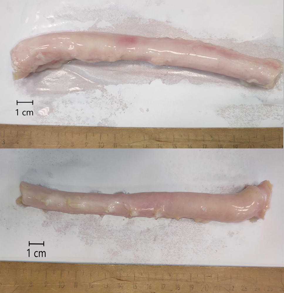 Two canine aortas obtained from necropsies.