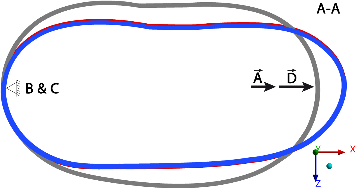 View of 9.6x scaled displacements in cross-section A-A (in the transverse plane marked in Fig. 6) of the braces: gray color – original brace not loaded with corrective forces; red color – original brace loaded with corrective forces; blue color – modified brace loaded with corrective forces. B and C – supporting forces, A – primary corrective force, D – extra load introduced following the pre-stressing of the brace with force A.