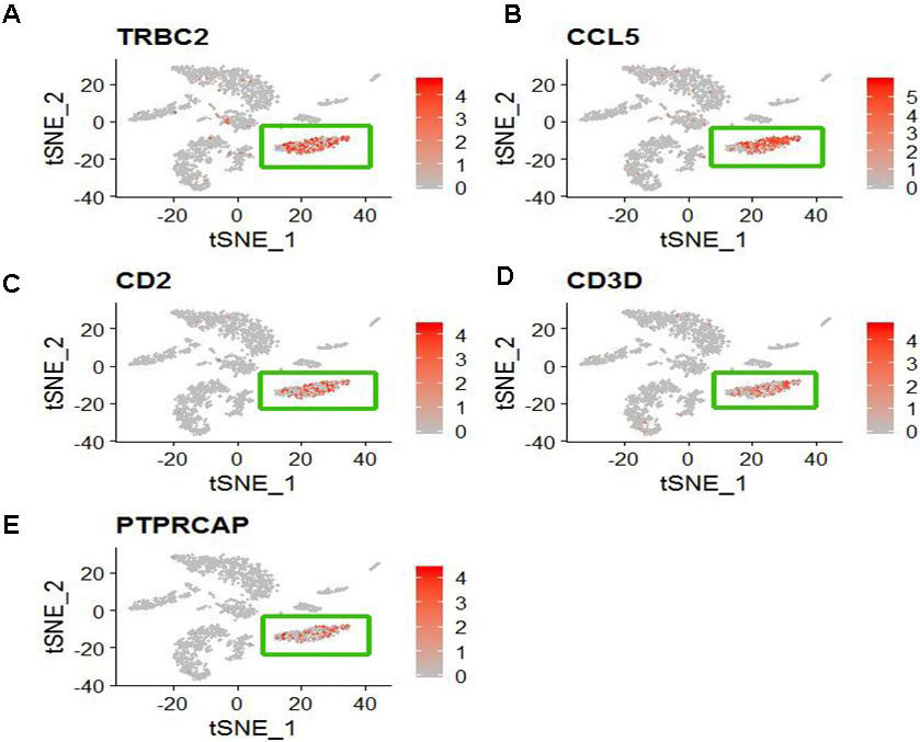 The distribution of five specific high expression genes in CD8+ T cell (The cluster 1). (A) TRBC2 (B) CCL5 (C) CD2 (D) CD3D and (E) PTPRCAP.