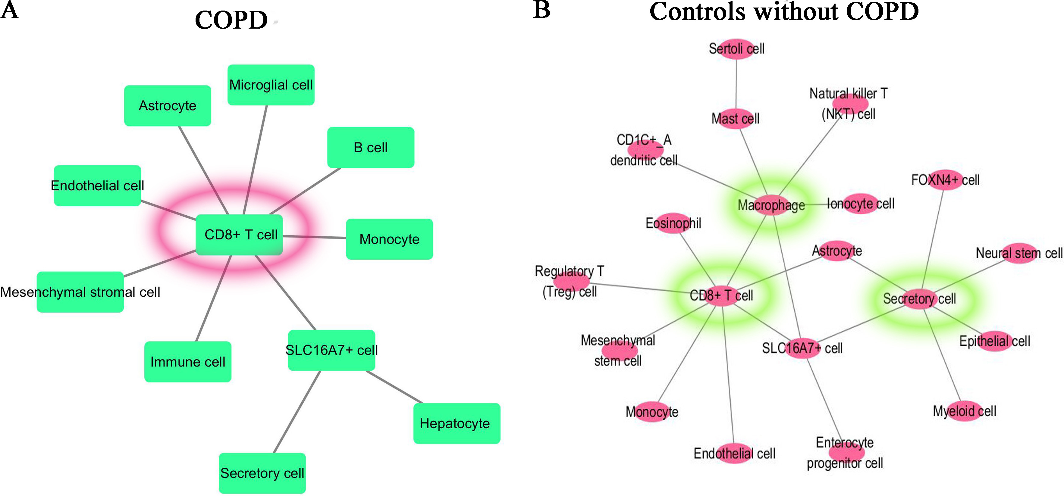 Cell-cell interaction networks. (A) For COPD patient, the cell–cell interaction network was dominated by CD8+ T cell. (B) For controls, the cell-cell interaction network was dominated by CD8+ T cell, Macrophage cell and Secretory cell. 
