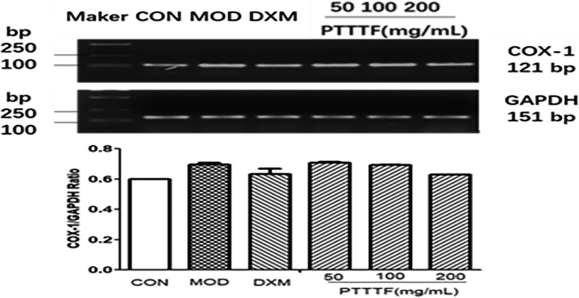 The influence of PTTTF on the expression of COX-1 in synovial tissue of rats with adjuvant arthritis. The number of samples in each group was 10. All data stand for the mean ± SD. Compared with model group, P*< 0.05, P**< 0.01. CON: Control group, MOD: Model group, DXM: Positive group.