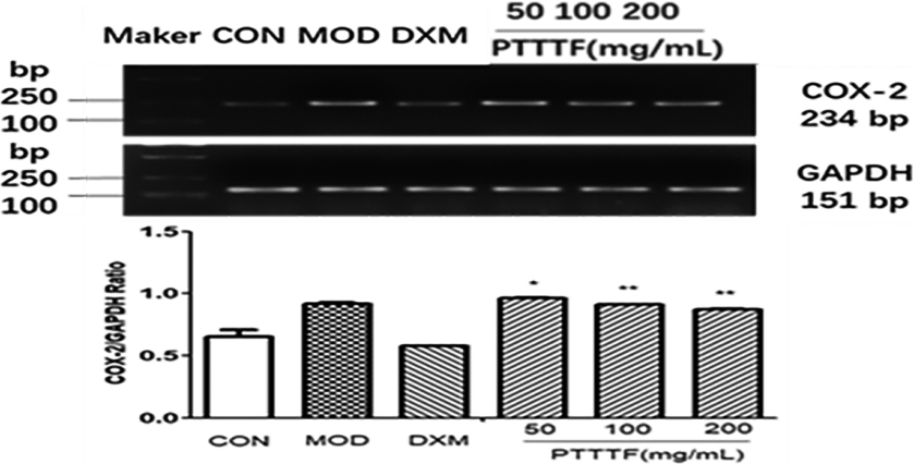 The influence of PTTTF on COX-2 expression in synovium of adjuvant arthritis rats. The number of samples in each group was 10. All data stand for the mean ± SD. Compared with model group, P*< 0.05, P**< 0.01. CON: Control group, MOD: Model group, DXM: Positive group.