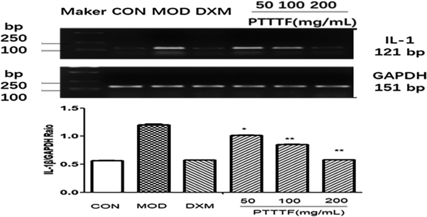 The influence of PTTTF on IL-1β expression in synovium of adjuvant arthritis rats. The number of samples in each group was 10. All data stand for the mean ± SD. Compared with model group, P*< 0.05, P**< 0.01. CON: Control group, MOD: Model group, DXM: Positive group.