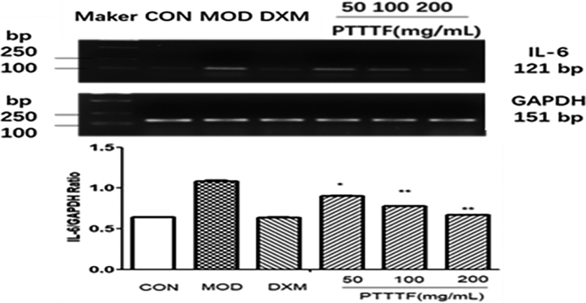 The influence of PTTTF on IL-6 expression in synovium of adjuvant arthritis rats. The number of samples in each group was 10. All data stand for the mean ± SD. Compared with model group, P*< 0.05, P**< 0.01. CON: Control group, MOD: Model group, DXM: Positive group.