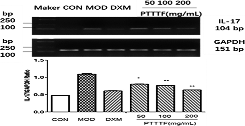 The influence of PTTTF on IL-17 expression in synovium of adjuvant arthritis rats. The number of samples in each group was 10. All data stand for the mean ± SD. Compared with model group, P*< 0.05, P**< 0.01. CON: Control group, MOD: Model group, DXM: Positive group.