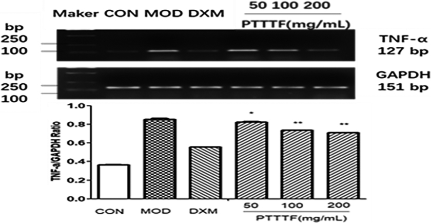 The influence of PTTTF on TNF-α expression in synovium of adjuvant arthritis rats. The number of samples in each group was 10. All data stand for the mean ± SD. Compared with model group, P*< 0.05, P**< 0.01. CON: Control group, MOD: Model group, DXM: Positive group.