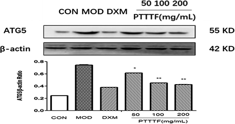 The influence of PTTTF on ATG5 expression in synovium of adjuvant arthritis rats. The number of samples in each group was 10. All data stand for the mean ± SD. Compared with model group, P*< 0.05, P**< 0.01. CON: Control group, MOD: Model group, DXM: Positive group.