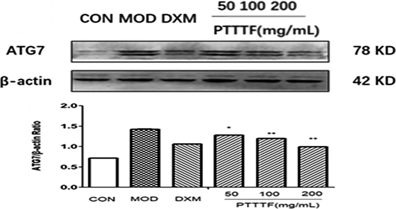 The influence of PTTTF on ATG7 i expression in synovium of adjuvant arthritis rats. The number of samples in each group was 10. All data stand for the mean ± SD. Compared with model group, P*< 0.05, P**< 0.01. CON: Control group, MOD: Model group, DXM: Positive group.