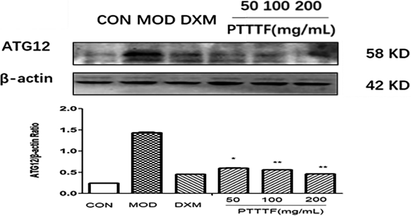 The influence of PTTTF on ATG12 expression in synovium of adjuvant arthritis rats. The number of samples in each group was 10. All data stand for the mean ± SD. Compared with model group, P*< 0.05, P**< 0.01. CON: Control group, MOD: Model group, DXM: Positive group.