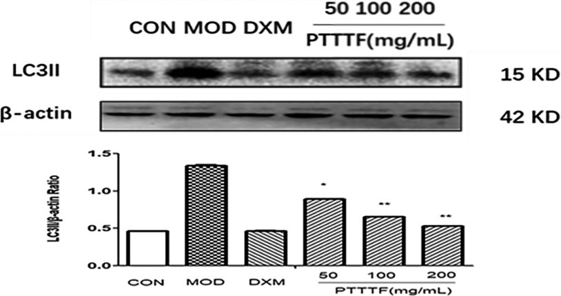 The influence of PTTTF on LC3II expression in synovium of adjuvant arthritis rats. The number of samples in each group was 10. All data stand for the mean ± SD. Compared with model group, P*< 0.05, P**< 0.01. CON: Control group, MOD: Model group, DXM: Positive group.