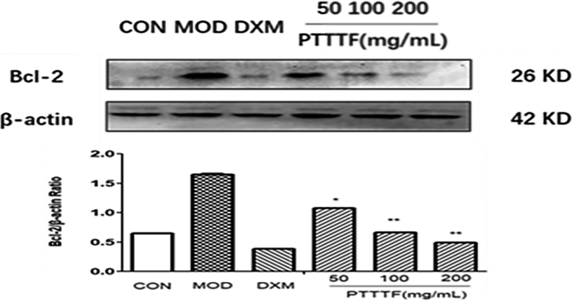 The Effect of PTTTF on Bcl-2 expression in synovium of adjuvant arthritis rats. The number of samples in each group was 10. All data stand for the mean ± SD. Compared with model group, P*< 0.05, P**< 0.01. CON: Control group, MOD: Model group, DXM: Positive group.
