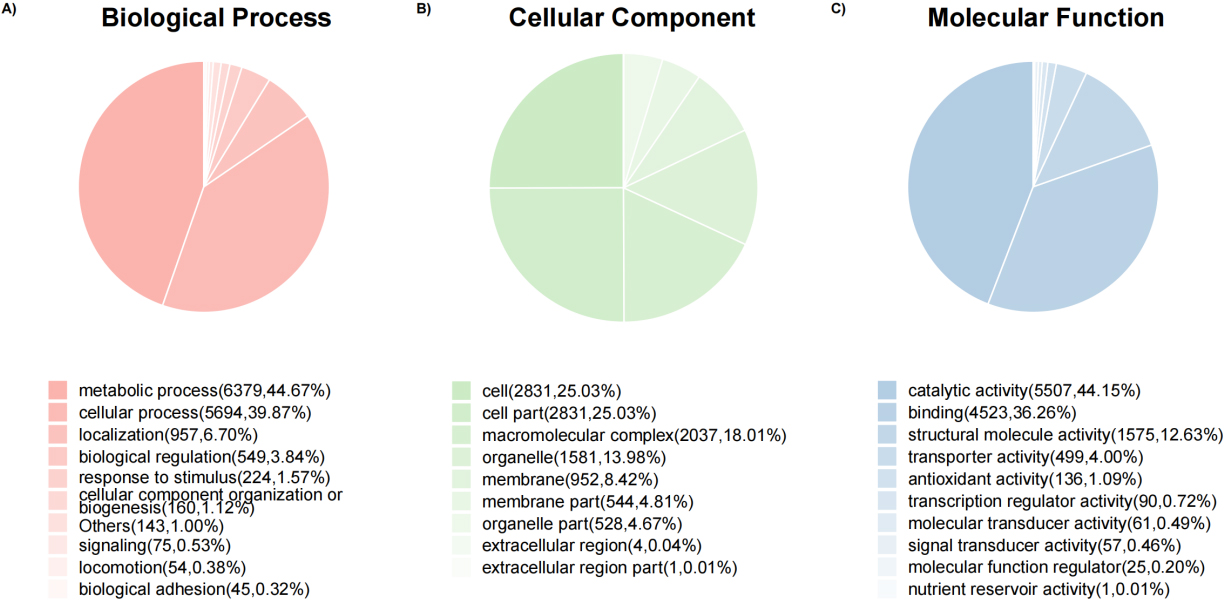 Pie charts of protein count at the GO level 2 of biological process, cellular component, and molecular function ontology. 