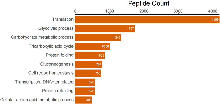 Top 10 peptide counts related to GOBP terms. 