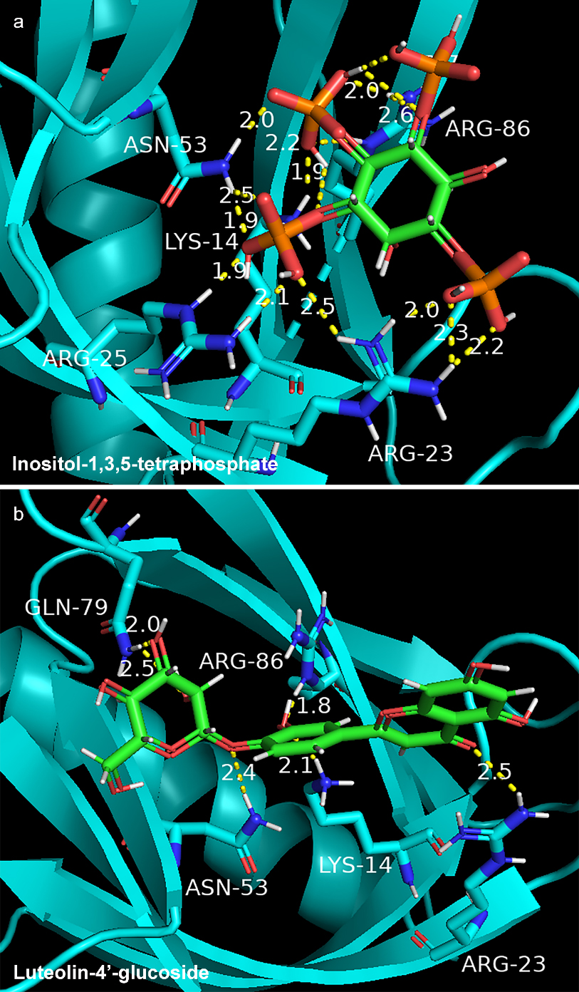 Docking model of endogenous ligand (inositol-1,3,4,5-tetraphosphate) (a) and luteolin-4’-glucoside (b) with AKT1 protein.