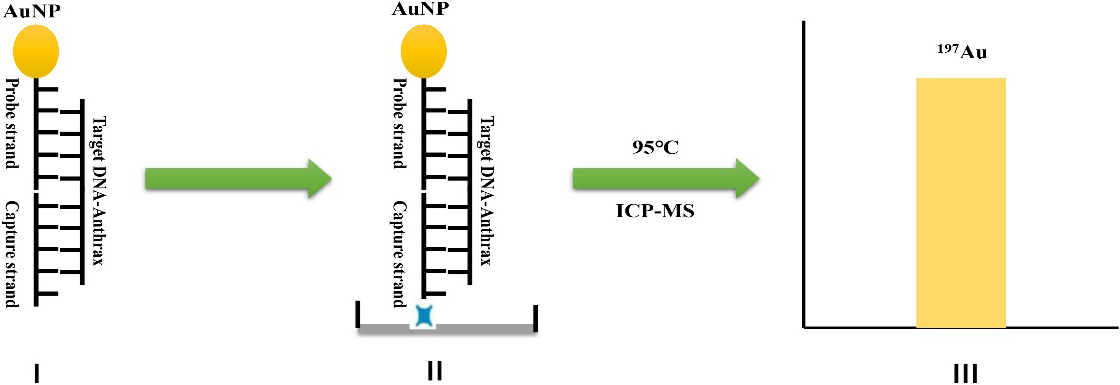 Schematic diagram of detecting characteristic DNA fragment of anthrax by ICP-MS based on the amplification of gold nanoparticle: (I) hybridization; (II) incubation; (III) detection.