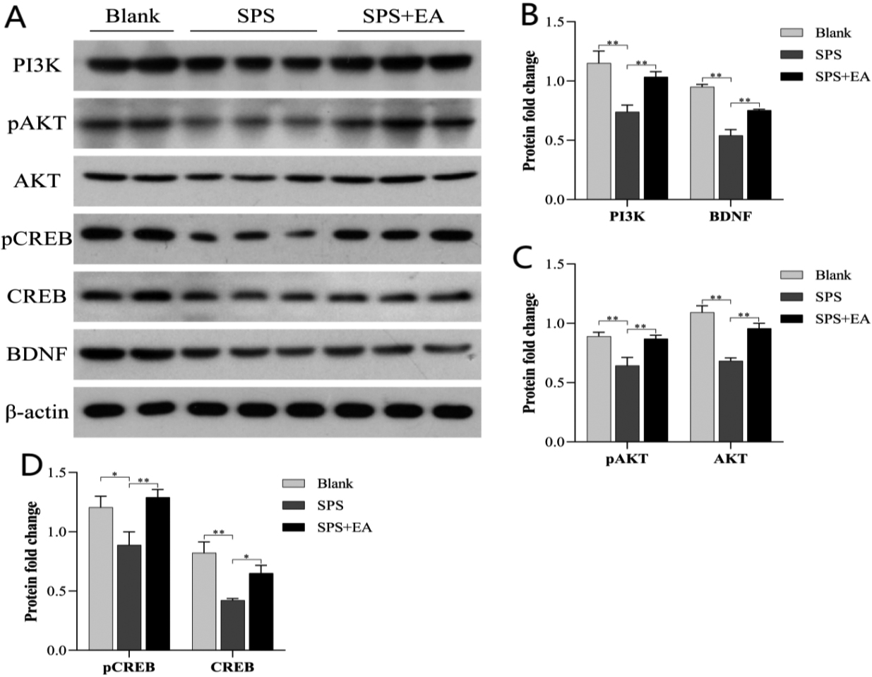 EA activates the PI3K-AKT pathway. (A) Western blotting revealed the upregulation of PI3K, AKT and CREB expression and phosphorylation of AKT and CREB in microglial cells in the SPS+EA group compared to those in the SPS group. The expression of BDNF was also upregulated. Western blot data were quantified and normalized to the β-actin level for the following: (B) total PI3K and total BDNF, (C) phospho-AKT and total AKT, and (D) phospho-CREB and total CREB levels (n= 3, p*< 0.05, p**< 0.01, p*⁣**< 0.001, compared with the SPS group). BDNF, brain-derived neurotrophic factor; CREB, cAMP response element-binding protein; PI3K, phosphatidylinositol 3-kinase.