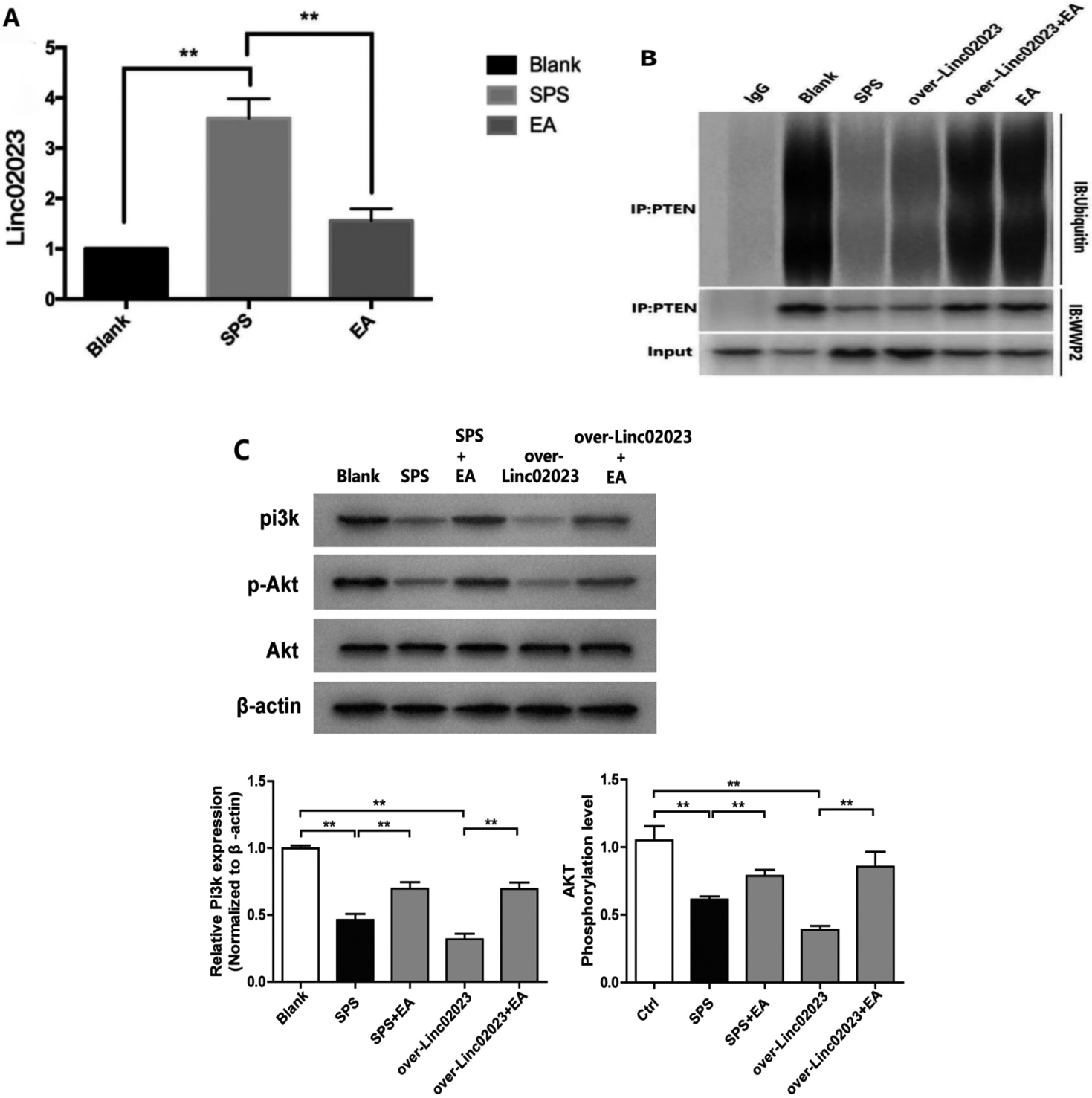 Activation of PI3K is achieved by inhibiting the expression of lincRNA 02023, which increases the binding affinity of PTEN for WWP2. (A) The relative expression of lincRNA 02023 in the hippocampus of rats in the control, SPS and SPS+EA groups was measured by RT-PCR (n= 3, p**< 0.01, compared with the SPS group). (B) Hippocampal tissue lysates were immunoprecipitated with anti-PTEN antibody or control immunoglobulin G (IgG), followed by a coimmunoprecipitation assay to detect the interaction between PTEN and WWP2 as well as the level of PTEN ubiquitination (n= 3). (C) Western blot data were quantified and normalized to the β-actin level for p-AKT/AKT and total PI3K levels (n= 3, p*< 0.05, p**< 0.01, compared with the SPS group).
