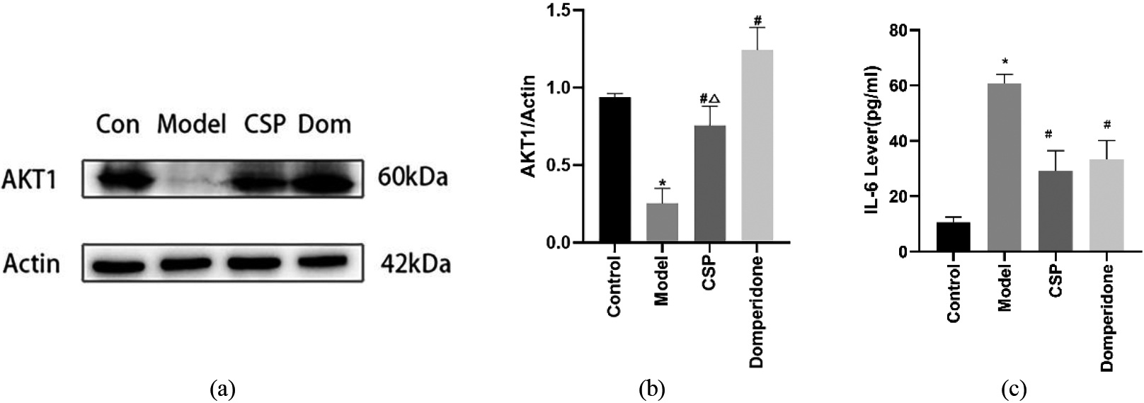CSP upregulated the expression of AKT1 and reduced the level of IL-6. (a–b) Representative western blotting pictures and quantitative analysis of AKT1, n= 6. (c) Serum IL-6 level, n= 6. P*< 0.05 vs. control group, P#< 0.05 vs. model group, Δ⁢P< 0.05 vs. domperidone group.