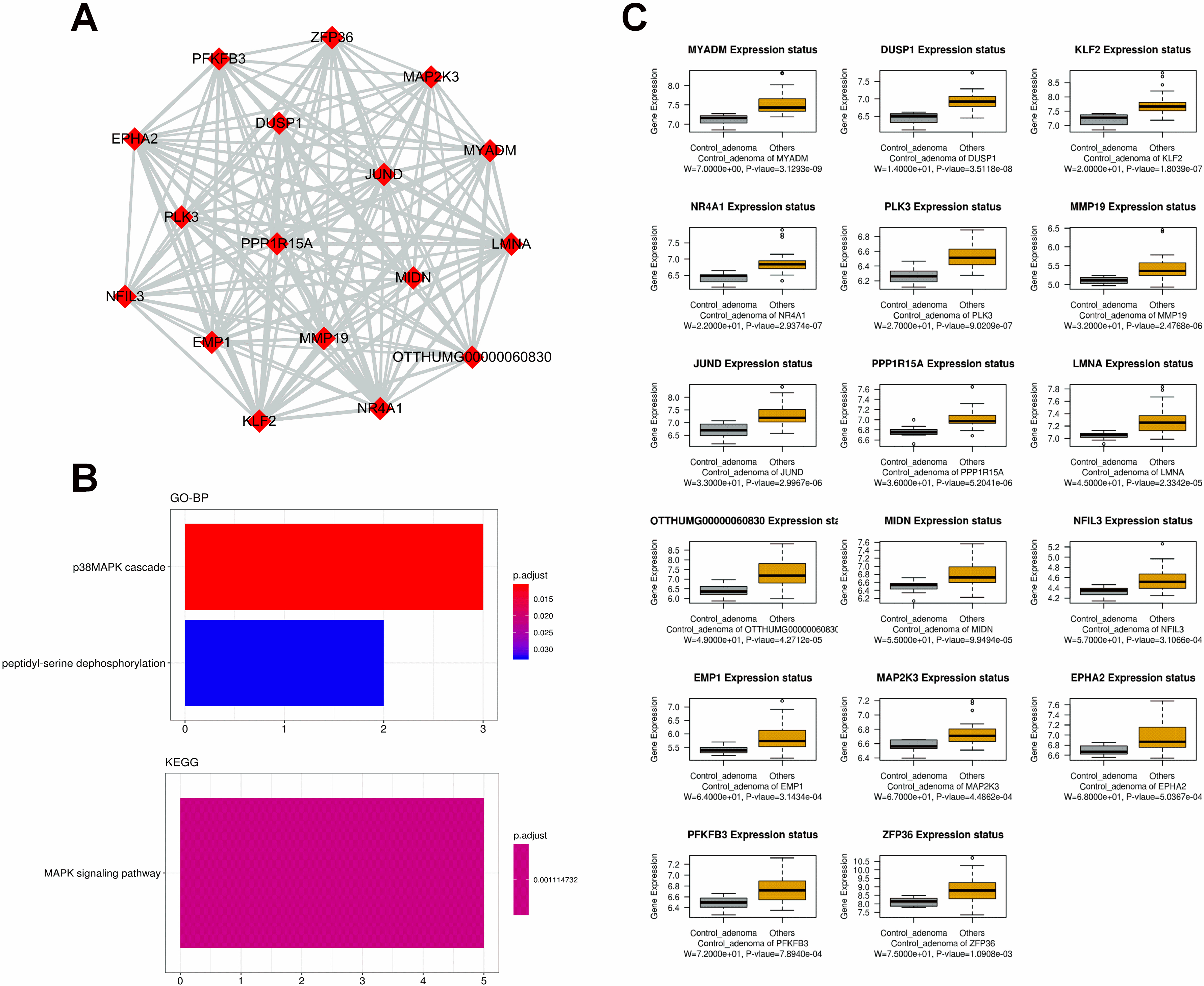 The identification and further analysis of hub genes in midnight blue module. (A) Genes network with 136 edges and 17 nodes, red points represented hub genes [17]; (B) Functional annotation for hub genes associated with control ademona, including Biological process GO terms and KEGG analysis; (C) Boxplots for the expression of hub genes in control ademona vs. FAP.