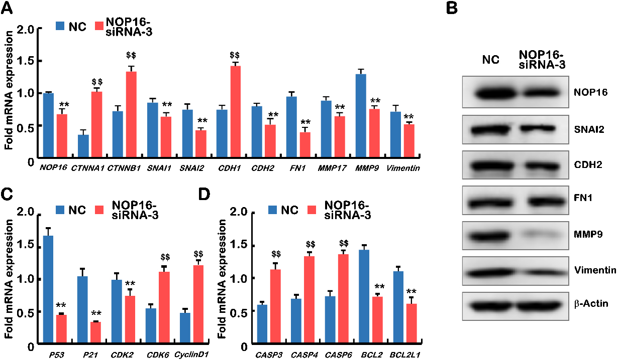 Decreased NOP16 results in abnormal expression of genes typical for EMT, the cell cycle and 
			  apoptosis. (A) Q-PCR was used to detect the mRNA expression of NOP16, CTNNA1, CTNNB1,
			  SNAI1, SNAI2, CDH1, CDH2, FN1, MMP17, MMP9 and vimentin in 
			  NC and NOP16-siRNA-3 cells. (B) WB was used to detect the protein
			  expression of NOP16 SNAI2, CDH2, FN1,
			  MMP9 and vimentin in NC and 
			  NOP16-siRNA-3 cells. (C) Q-PCR was used to detect the mRNA expression of
			  P53, P21, CDK2, CDK6 and cyclinD1 in NC and
			  NOP16-siRNA-3 cells. (D) Quantitative real-time PCR was used to detect the mRNA
			  expression of CASP3 CASP4 CASP6 BCL2 and BCL2L1 in 
			  NC and NOP16-siRNA-3 cells. 
			  N⩾ 3, and “**” “$ $” indicates p⩽ 0.01.