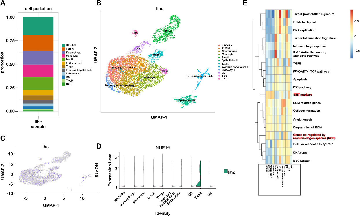 Immune cell type-specific expression of NOP16 in LIHC. (A) Proportion of 12 major cell lines; (B) sorted cells in the gland-labelled set; (C–D) expression of NOP16 in different cell subsets; (E) score of the corresponding pathway for each cell subset.