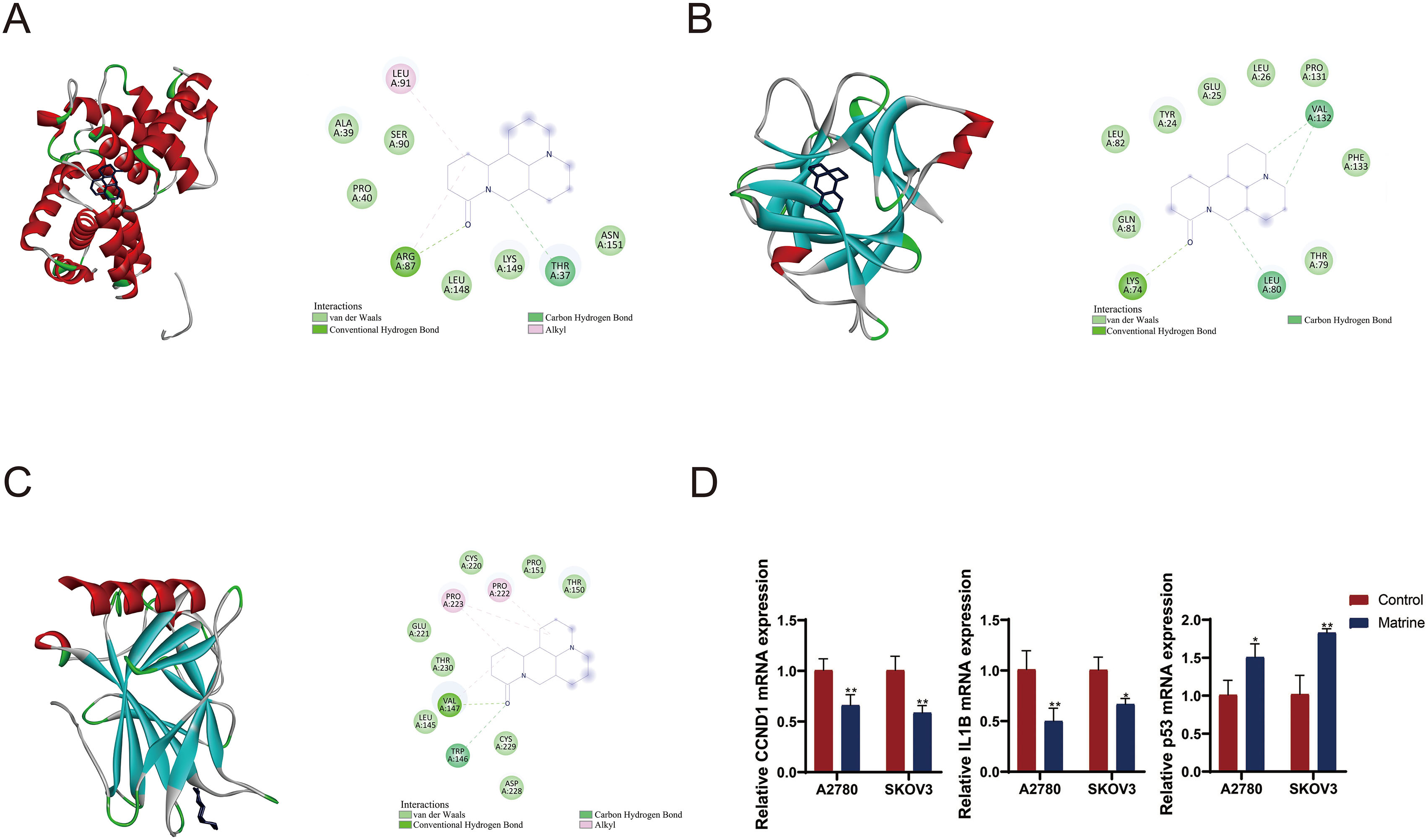 Molecular docking site. (A) CCND1-matrine. (B) IL1B-matrine. (C) TP53-matrine. (D) RT-qPCR detected the mRNA expression of CCND1, IL1B, and P53. OC cell line A2780 and SKOV3 cells were treated with matrine. * P < 0.05, **P < 0.01.