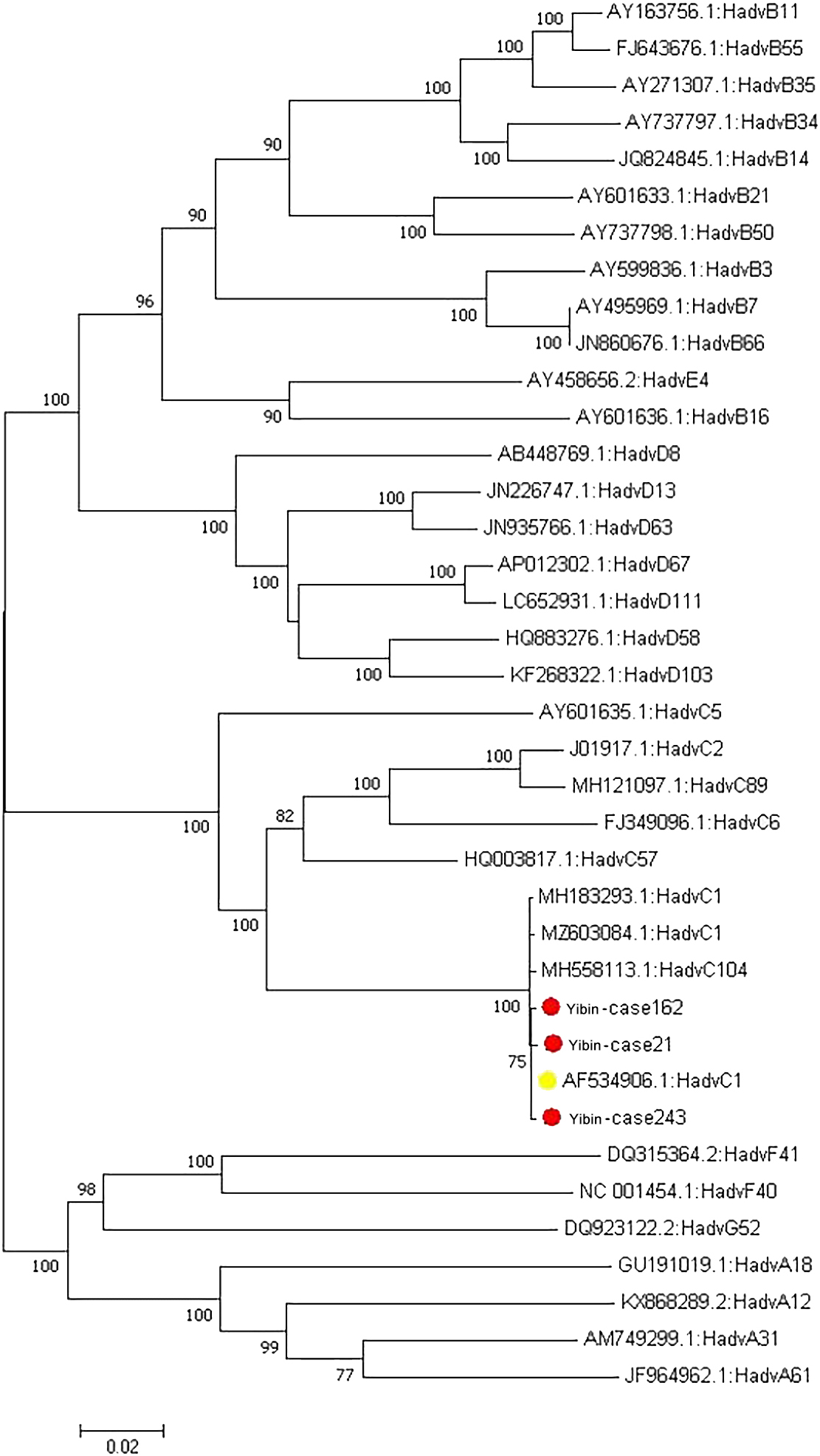 Phylogenetic tree of adenovirus hexon genes.