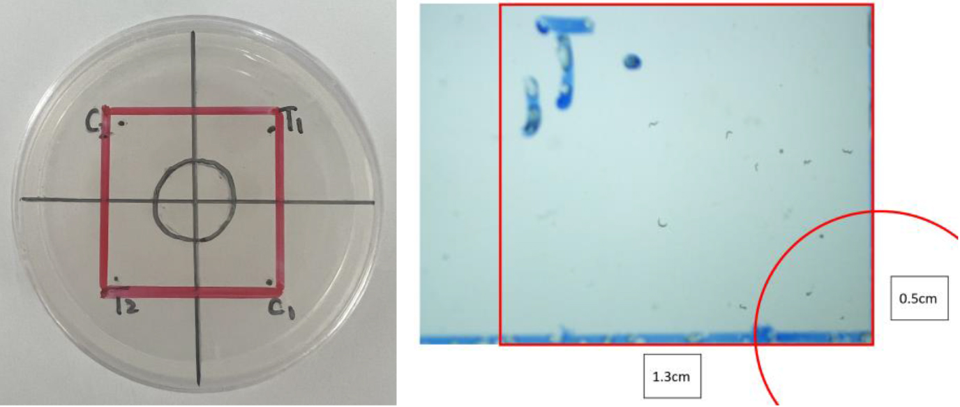 Examples of division of different areas in a NGM plate, examples of images taken and descriptions of each part of the image.