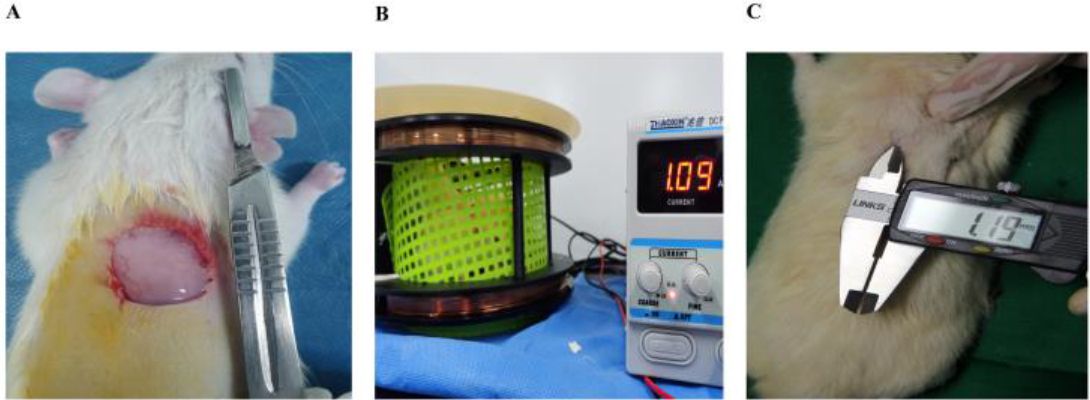 Establishment of the animal model and the magnetic field intervention after grouping. A is wound establishment; B is SD rats exposed to 10 Hz/1.5 mT stimulation; C is measurement of wound healing.